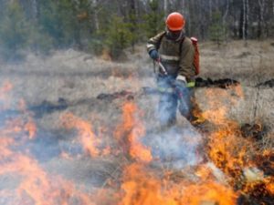 Оценка ущерба от лесных пожаров